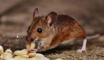 24 Hour & Emergency Exterminators in Morgan Hill, CA
